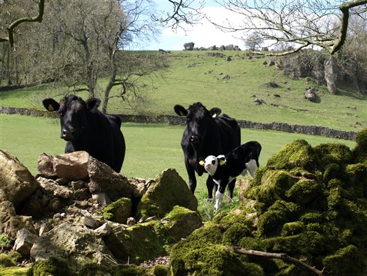 Cows and calves